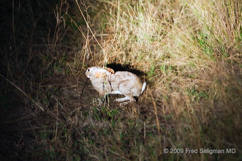 20090614_182821 D3 X1.jpg - Hare (at night), Okavango Delta, Botswana